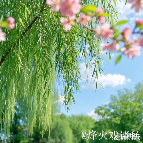 青青青青青草的诗意芬芳与自然之美